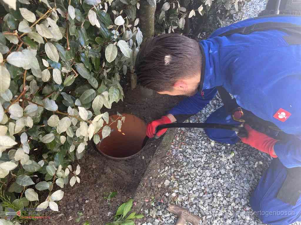 Rioolvliegjes Shertogenbosch Rioolvliegjes Shertogenbosch